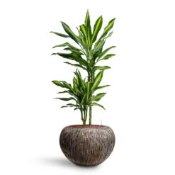 Luxe Lite Waterfall Globe Planter - Bronze -Hortology Plants Shop Dracaena Cintho Multi Stem HydroCare Luxe Lite Waterfall Globe Planter Bronze 21b47d96 467a 44d5 8228 26e491f65885