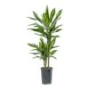 Dracaena Cintho - Multi Stem - HydroCare 2 Dracaena Cintho - Multi Stem - HydroCare -Hortology Plants Shop Dracaena Cintho Multi Stem Hydroculture Indoor Plant 2Stems