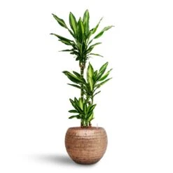 Opus Hammered Globe Planter - Gold 30 Opus Hammered Globe Planter - Gold -Hortology Plants Shop Dracaena Cintho Multi Stem Hydroculture Opus Hammered Globe Planter Gold 791f79d4 a68b 4819 9012 93933326364c