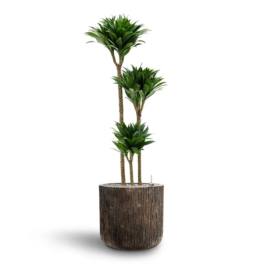 Dracaena Compacta - Multi Stem - HydroCare 13 Dracaena Compacta - Multi Stem - HydroCare - Image 11