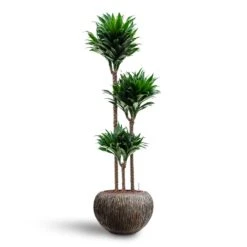 Luxe Lite Waterfall Globe Planter - Bronze -Hortology Plants Shop Dracaena Compacta Multi Stem Hydroculture 3 stems Luxe Lite Waterfall Globe Planter Bronze 39 x 27cm 0f88ce8d c844 4290 acea add13221c332