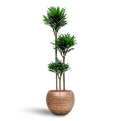 Opus Hammered Globe Planter - Gold 32 Opus Hammered Globe Planter - Gold -Hortology Plants Shop Dracaena Compacta Multi Stem Hydroculture 3 stems Opus Hammered Globe Planter Gold 40 x 32cm b3b8d93d c5c4 47bc b1b7 073d8208b5c6