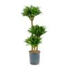 Dracaena Compacta - Multi Stem - HydroCare -Hortology Plants Shop Dracaena Compacta Multi Stem Hydroculture Indoor Plant 3Stems