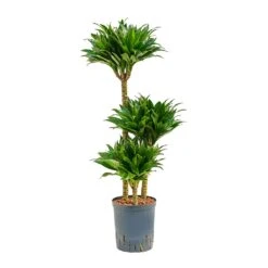 Dracaena Compacta - Multi Stem - HydroCare