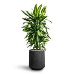 Dracaena Cintho - Branched - HydroCare 24 Dracaena Cintho - Branched - HydroCare -Hortology Plants Shop Dracaena Fragrans Cinco Branched Hydroculture Raindrop Darcy Tube Planter Anthracite