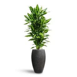 Dracaena Cintho - Branched - HydroCare 22 Dracaena Cintho - Branched - HydroCare -Hortology Plants Shop Dracaena Fragrans Cinco Branched Hydroculture Raindrop Emperor Planter Anthracite
