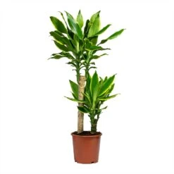 Dracaena Fragrans Golden Coast - Multi Stem 16 Dracaena Fragrans Golden Coast - Multi Stem -Hortology Plants Shop Dracaena Fragrans Golden Coast Multi Stem 17x80cm 2 stems