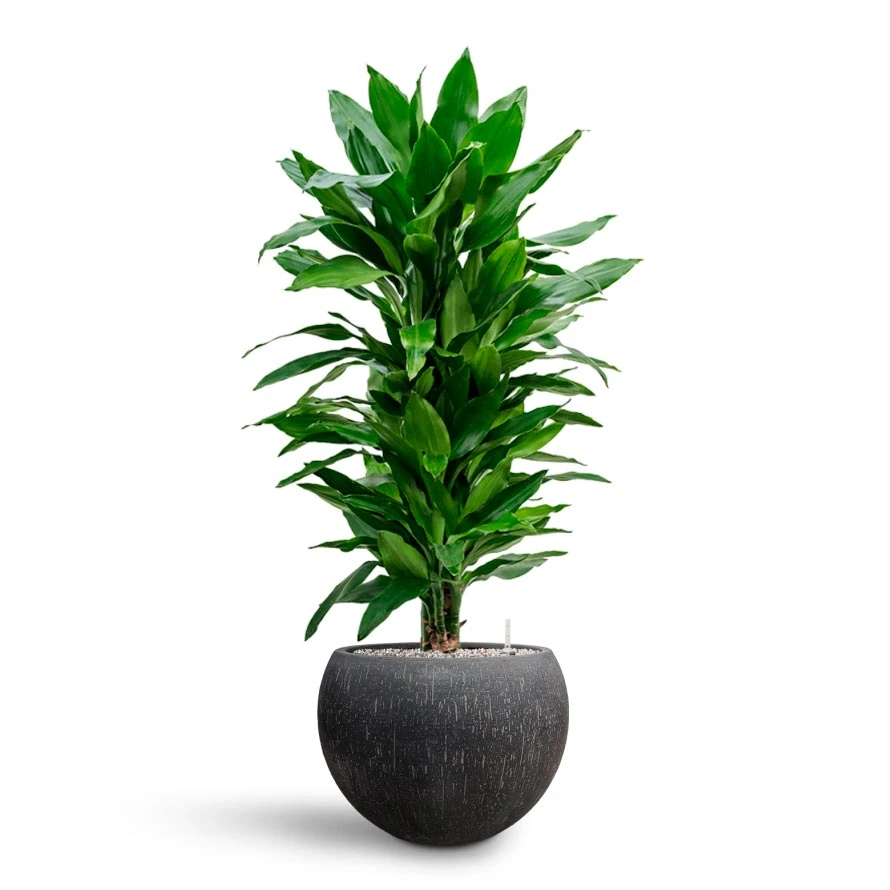 Dracaena Janet Lind - Branched - HydroCare 8 Dracaena Janet Lind - Branched - HydroCare - Image 6
