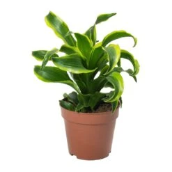 Dracaena Fragrans Tornado - Head -Hortology Plants Shop Dracaena Fragrans Tornado