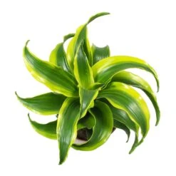 Dracaena Fragrans Tornado - Head -Hortology Plants Shop Dracaena Fragrans Tornado Leaves