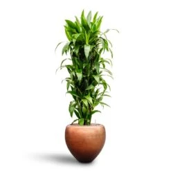 Metallic Couple Plant Pot - Matt Copper -Hortology Plants Shop Dracaena Janet Craig Branched Hydroculture30 27 x 160cm Metallic Couple Plant Pot Matt Copper50 x 45cm 6863b7f2 1dec 4f0e 953e b766b09b6eba