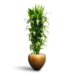Metallic Couple Plant Pot - Matt Honey -Hortology Plants Shop Dracaena Janet Craig Branched Hydroculture30 27 x 160cm Metallic Couple Plant Pot Matt Honey 50 x 45cm 7405a912 c310 4bfe ac8d 51123b91576c
