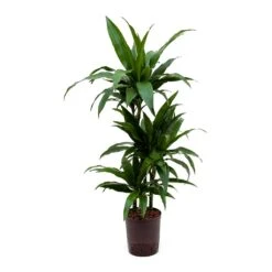 Dracaena Janet Craig - Multi Stem - HydroCare -Hortology Plants Shop Dracaena Janet Craig Hydroculture Indoor Plant 3Stems Small