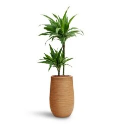 Dracaena Janet Craig - Multi Stem - HydroCare -Hortology Plants Shop Dracaena Janet Craig Multi Stem HydroCare Dune Partner Planter Almond