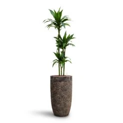 Dracaena Janet Craig - Multi Stem - HydroCare -Hortology Plants Shop Dracaena Janet Craig Multi Stem HydroCare Luxe Lite Layer Partner Planter Bronze