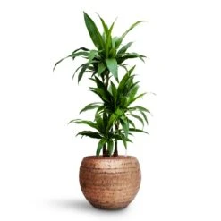 Dracaena Janet Craig - Multi Stem - HydroCare -Hortology Plants Shop Dracaena Janet Craig Multi Stem HydroCare Opus Hammered Globe Planter Gold