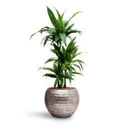 Dracaena Janet Craig - Multi Stem - HydroCare -Hortology Plants Shop Dracaena Janet Craig Multi Stem HydroCare Opus Hammered Globe Planter Silver