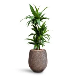 Dracaena Janet Craig - Multi Stem - HydroCare -Hortology Plants Shop Dracaena Janet Craig Multi Stem HydroCare Opus Hit Darcy Planter Gold