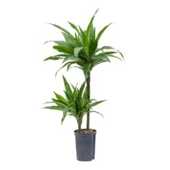 Dracaena Janet Craig - Multi Stem - HydroCare -Hortology Plants Shop Dracaena Janet Craig Multi Stem Hydroculture 15 19x90cm 2Stems