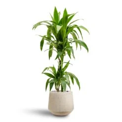 Dracaena Janet Craig - Multi Stem - HydroCare -Hortology Plants Shop Dracaena Janet Craig Multi Stem Hydroculture2 stems Raindrop Tube Round Planter Stone 30 x 26cm