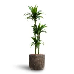 Dracaena Janet Craig - Multi Stem - HydroCare -Hortology Plants Shop Dracaena Janet Craig Multi Stem Hydroculture3 stems Luxe Lite Waterfall Cylinder Planter Bronze 40 x 38cm