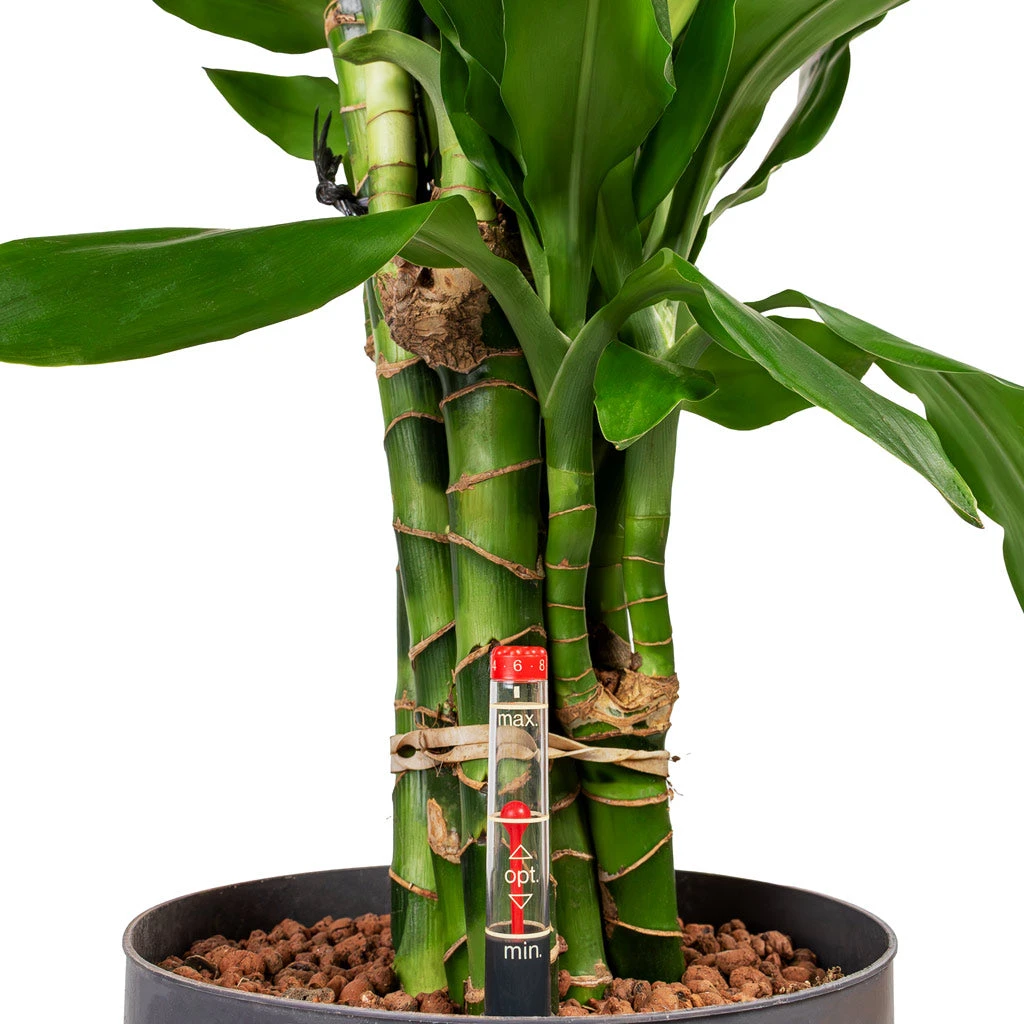 Dracaena Janet Lind - Branched - HydroCare 4 Dracaena Janet Lind - Branched - HydroCare - Image 2