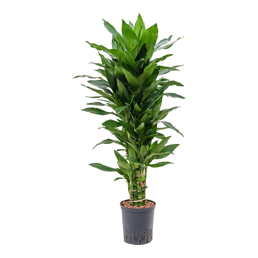 Dracaena Janet Lind - Branched - HydroCare 7 Dracaena Janet Lind - Branched - HydroCare - Image 5