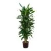 Dracaena Janet Lind - Branched - HydroCare -Hortology Plants Shop Dracaena Janet Lind Branched Hydroculture Indoor Plant Tall