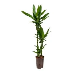 Dracaena Janet Lind - Multi Stem - HydroCare 15 Dracaena Janet Lind - Multi Stem - HydroCare -Hortology Plants Shop Dracaena Janet Lind Hydroculture Indoor Plant 3Stems Small