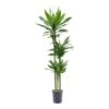 Dracaena Janet Lind - Multi Stem - HydroCare -Hortology Plants Shop Dracaena Janet Lind Hydroculture Indoor Plant 3Stems Tall