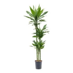 Dracaena Janet Lind - Multi Stem - HydroCare