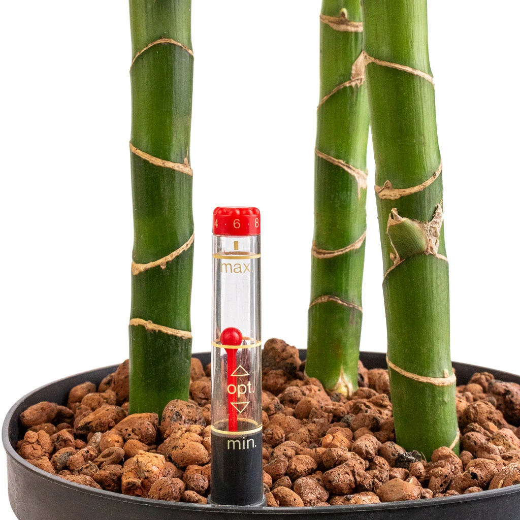 Dracaena Janet Lind - Multi Stem - HydroCare 3 Dracaena Janet Lind - Multi Stem - HydroCare - Image 2