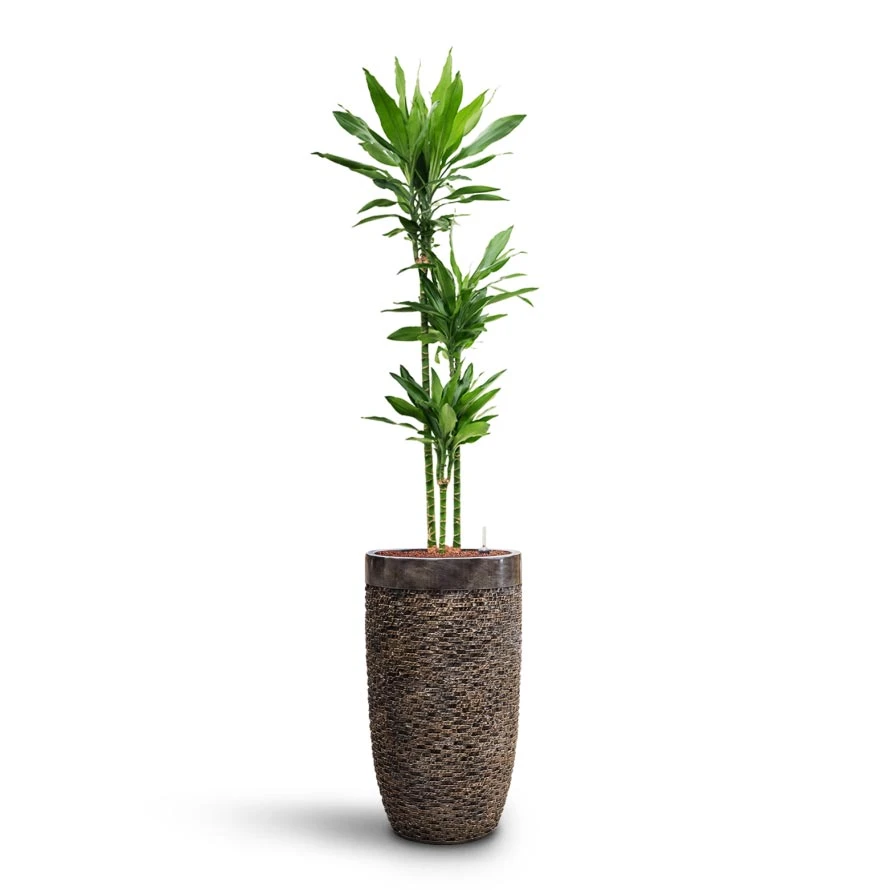 Dracaena Janet Lind - Multi Stem - HydroCare 5 Dracaena Janet Lind - Multi Stem - HydroCare - Image 4