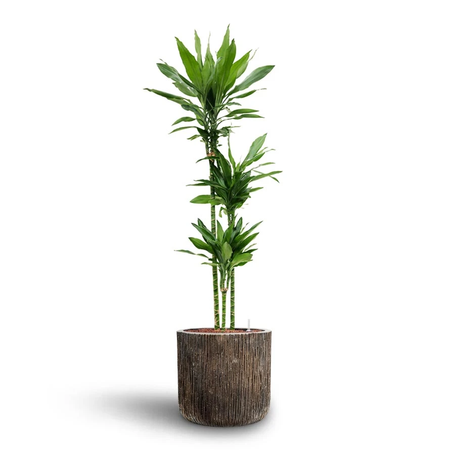 Dracaena Janet Lind - Multi Stem - HydroCare 8 Dracaena Janet Lind - Multi Stem - HydroCare - Image 7