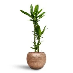 Dracaena Janet Lind - Multi Stem - HydroCare 16 Dracaena Janet Lind - Multi Stem - HydroCare -Hortology Plants Shop Dracaena Janet Lind Multi Stem Hydroculture 3 stems Opus Hammered Globe Planter Gold 40 x 32cm
