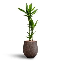 Dracaena Janet Lind - Multi Stem - HydroCare 19 Dracaena Janet Lind - Multi Stem - HydroCare -Hortology Plants Shop Dracaena Janet Lind Multi Stem Hydroculture 3 stems Opus Hit Darcy Planter Gold 38 x 42cm