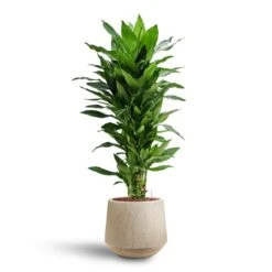 Dracaena Janet Lind - Branched - HydroCare 13 Dracaena Janet Lind - Branched - HydroCare -Hortology Plants Shop Dracaena Janet Lind Multi Stem Hydroculture 3 stems Raindrop Tube Round Planter Stone 30 x 26cm