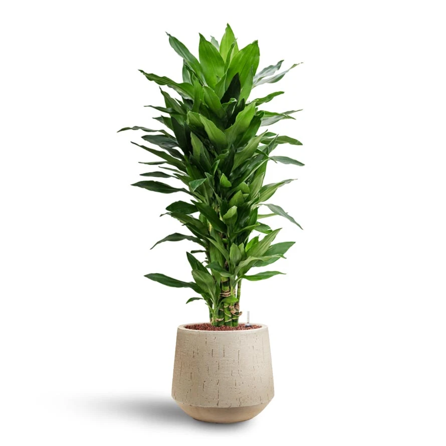 Dracaena Janet Lind - Branched - HydroCare 6 Dracaena Janet Lind - Branched - HydroCare - Image 4