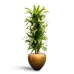 Metallic Couple Plant Pot - Matt Honey -Hortology Plants Shop Dracaena Lemon Lime Branched Hydroculture 31 28 x 130cm Metallic Couple Plant Pot Matt Honey 50 x 45cm 9ea39e1b 3b21 4612 9731 744dd39b1277