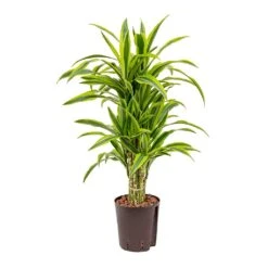 Dracaena Lemon Lime - Branched - HydroCare