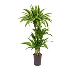 Dracaena Lemon Lime - Multi Stem - HydroCare 22 Dracaena Lemon Lime - Multi Stem - HydroCare -Hortology Plants Shop Dracaena Lemon Lime Hydroculture Indoor Plant 3Stems Small