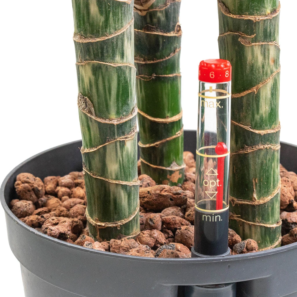 Dracaena Lemon Lime - Multi Stem - HydroCare 4 Dracaena Lemon Lime - Multi Stem - HydroCare - Image 2