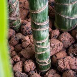 Dracaena Lemon Lime - Multi Stem - HydroCare 24 Dracaena Lemon Lime - Multi Stem - HydroCare -Hortology Plants Shop Dracaena Lemon lime Multi Stem HydroCare SWATCH