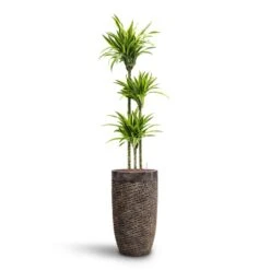 Dracaena Lemon Lime - Multi Stem - HydroCare 32 Dracaena Lemon Lime - Multi Stem - HydroCare -Hortology Plants Shop Dracaena Lemon lime Multi Stem HydroCare Luxe Lite Layer Partner Planter Bronze
