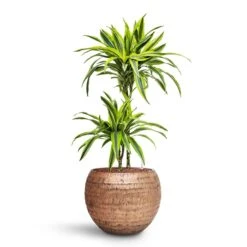 Opus Hammered Globe Planter - Gold 39 Opus Hammered Globe Planter - Gold -Hortology Plants Shop Dracaena Lemon lime Multi Stem HydroCare Opus Hammered Globe Planter Gold 8eb77854 96ae 4be5 88ca 957ef4c8df3b
