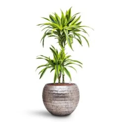 Dracaena Lemon Lime - Multi Stem - HydroCare 33 Dracaena Lemon Lime - Multi Stem - HydroCare -Hortology Plants Shop Dracaena Lemon lime Multi Stem HydroCare Opus Hammered Globe Planter Silver