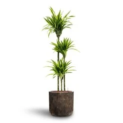 Dracaena Lemon Lime - Multi Stem - HydroCare 30 Dracaena Lemon Lime - Multi Stem - HydroCare -Hortology Plants Shop Dracaena Lemon lime Multi Stem Hydroculture 18 19 x 135cm Luxe Lite Waterfall Cylinder Planter Bronze 40 x 38cm