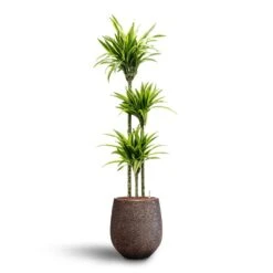 Dracaena Lemon Lime - Multi Stem - HydroCare 27 Dracaena Lemon Lime - Multi Stem - HydroCare -Hortology Plants Shop Dracaena Lemon lime Multi Stem Hydroculture 18 19 x 135cm Opus Hit Darcy Planter Gold 38 x 42cm