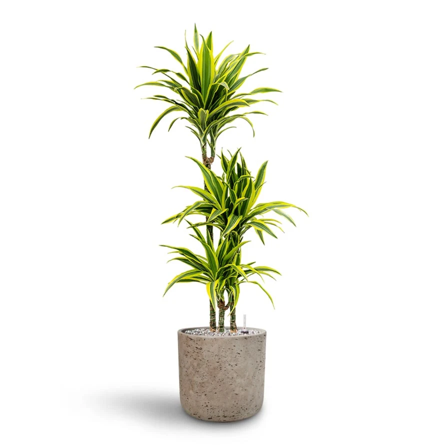 Dracaena Lemon Lime - Multi Stem - HydroCare 12 Dracaena Lemon Lime - Multi Stem - HydroCare - Image 10