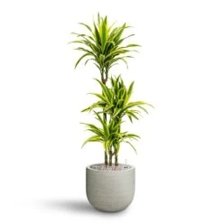 Dracaena Lemon Lime - Multi Stem - HydroCare 25 Dracaena Lemon Lime - Multi Stem - HydroCare -Hortology Plants Shop Dracaena Lemon lime Multi Stem Hydroculture 21 20 x 125cm Cody Plant Pot Ridged Cement 28 x 25cm